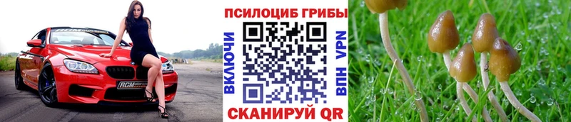 кракен маркетплейс  Камбарка  Галлюциногенные грибы Cubensis 